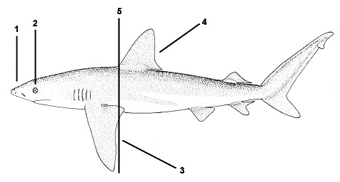 Galapagos shark (Carcharhinus galapagensis). Illustration courtesy FAO, Species Identification and Biodata