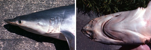 Finetooth shark up-close, notice the long pointed snout and well-defined labial furrows that are characteristic of this species. Photo © George Burgess