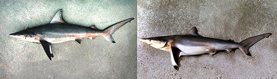 The blacktip shark (C. limbatus) and spinner shark (C. brevipinna) are often confused with the finetooth shark. Photo © George Burgess