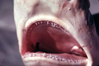 The small, fine teeth of the finetooth shark. Photo © George Burgess