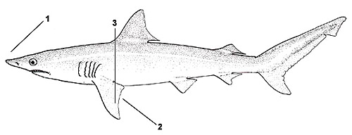 Finetooth shark (Carcharhinus isodon). Illustration courtesy FAO, Species Identification and Biodata