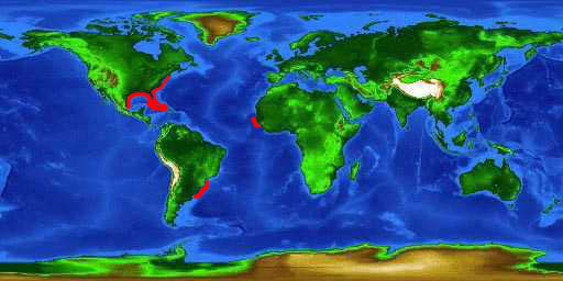 World distribution map for the finetooth shark