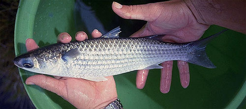 The finetooth shark feeds on a variety of small fishes including mullet. Photo courtesy U.S. Geological Survey