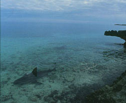 A young bull shark cruises the Caribbean shallows. Image © Jeremy Stafford-Deitsch