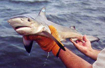 A tagged bull shark pup being released in its nursery ground. Photo © Florida Museum of Natural History