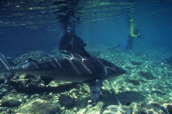 Photographers interacting with large bull sharks in the Bahamas. Photo © Jeremy Stafford-Deitsch