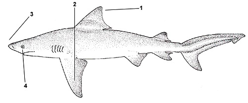 Bull shark (Carcharhinus leucas). Illustration courtesy FAO, Species Identification and Biodata