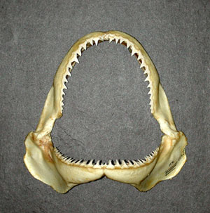 Blacktip shark jaw showing the dentition. Photo © Tobey Curtis