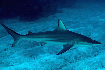 Blacktip foraging over a shallow sandy bottom. Photo © David Snyder