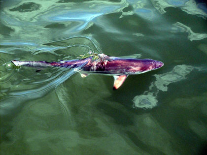 Blacktip shark pup. Photo © Colin Simpfendorfer