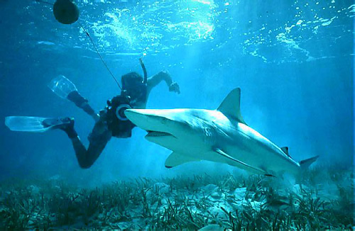 Underwater photographer with a blacktip shark. Photo © Jeremy Stafford-Deitsch