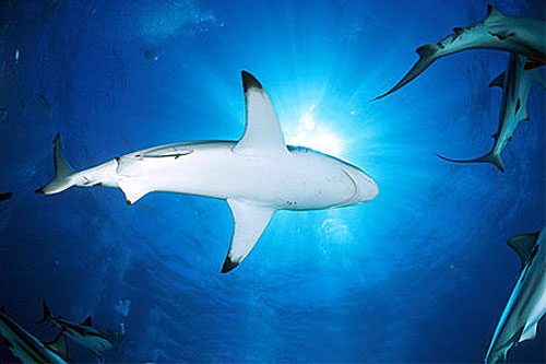 Blacktip shark (Carcharhinus limbatus) underwater. Photo © Doug Perrine
