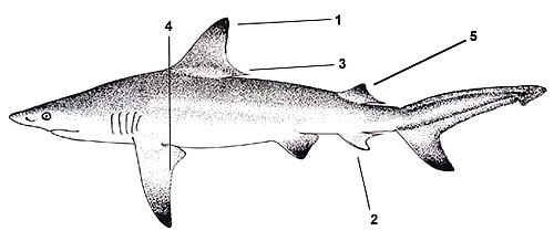 Blacktip shark (Carcharhinus limbatus). Illustration courtesy FAO, Species Identification and Biodata
