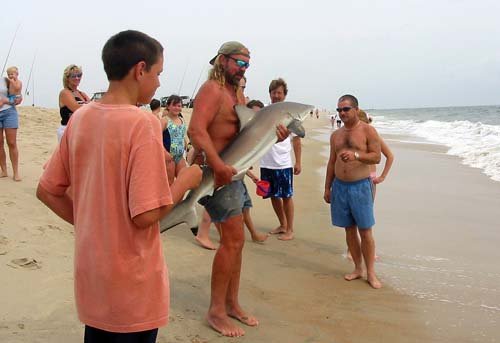 Blacktip shark caught off Delaware National Seashore, near the mouth of the Indian River Inlet (Delaware, U.S.) Image © Shannon Welford