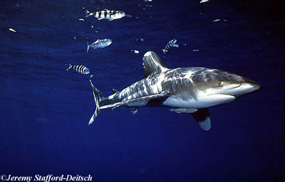 Oceanic whitetip shark. Photo © Jeremy Stafford-Deitsch