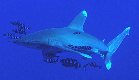 Oceanic whitetip shark from the Red Sea. Photo © Steve Jones