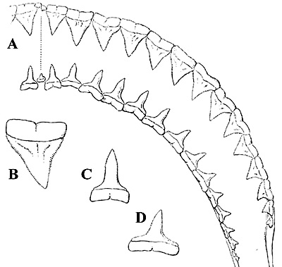 Oceanic whitetip shark dentition, A. Upper and lower teeth, left-hand side, B. Sixth upper tooth, C. Second lower tooth, D. Eighth lower tooth. Image courtesy Bigelow and Schroeder (1948) FNWA