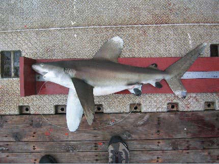 Oceanic whitetip sharks grow to large sizes. Photo © Craig Knickle