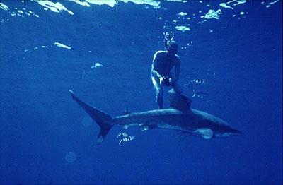 Oceanic whitetip shark with a snorkeler in the Coral Sea. Photo © Jeremy Stafford-Deitsch