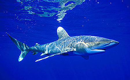 Oceanic whitetip shark (Carcharhinus longimanus) underwater. Photo © Doug Perrine