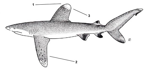 Oceanic whitetip shark (Carcharhinus longimanus). Illustration courtesy FAO, Species Identification and Biodata
