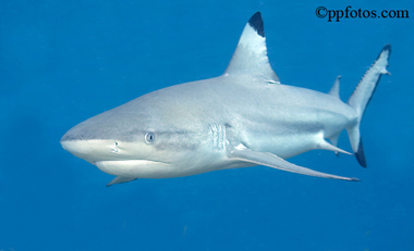 baby black tip reef shark