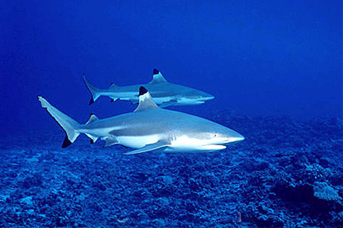 Blacktip reef sharks. Photo © Doug Perrine