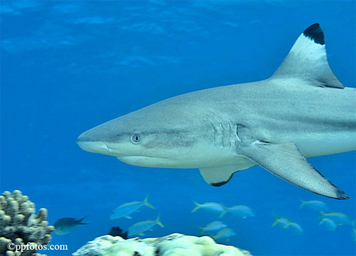 The fins of the blacktip reef shark are all tipped in black. Photo © Pasquale Pascullo