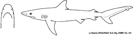 Carcharhinus obscurus. Image courtesy Garrick (1982) NOAA Tech. Rep. NMFS Circ. 445