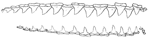 Right upper and lower teeth of Carcharhinus obscurus. Images courtesy Garrick (1982) NOAA Tech. Rep. NMFS Circ. 445