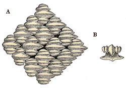 A) Top view (magnified) of dermal denticles of the silky shark and B) rear view of a single denticle. Images courtesy Radcliffe (1916) Bull. Bur. Fish. Circ. 822