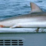 Dusky shark caught on a commercial longline set. Photo © George Burgess