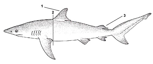 Dusky shark (Carcharhinus obscurus). Illustration courtesy FAO, Species Identification and Biodata