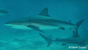 Caribbean Reef Shark. Photo © David Snyder
