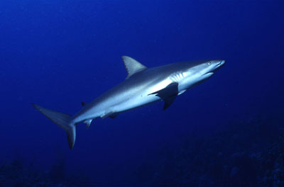 Caribbean reef shark. Photo © George Ryschkewitsch