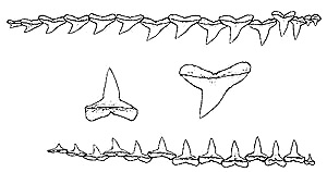 C. perezi, right and lower teeth (symphysis to the right); inset teeth are enlarged fifth upper and lower teeth. Photo courtesy NOAA, Tech Report NMFS Circular 445