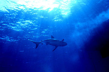 The Caribbean reef shark infrequently attacks humans. Photo © George Ryschkewitsch