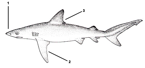 Caribbean reef shark (Carcharhinus perezi). Illustration courtesy FAO, Species Identification and Biodata