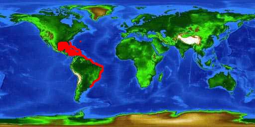 World distribution map for the Caribbean reef shark