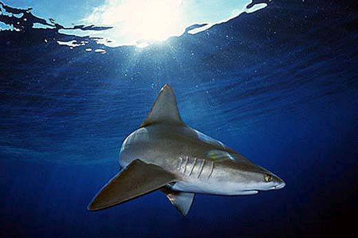 Sandbar sharks lives in shallow coastal waters. Photo © Doug Perrine