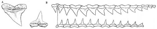 A) Fifth upper and lower tooth, ex Garrick (1982) NOAA Tech. Rep. Circ. 445 and B) left side upper and lower teeth (perforated line indicates jaw symphysis). Image courtesy Bigelow and Schroeder (1948) FNWA