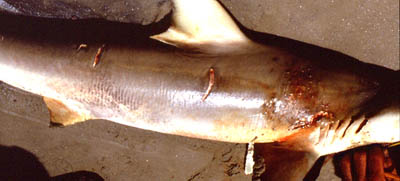A female sandbar shark displaying severe courtship wounds. Photo © George Burgess