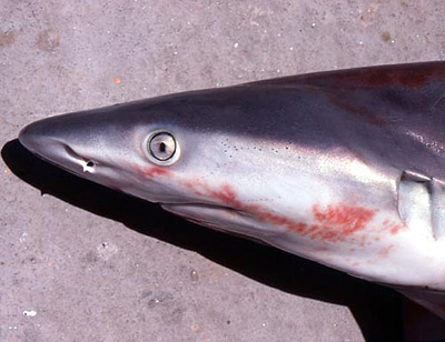Sandbar shark (Carcharhinus plumbeus) head. Photo © George Burgess