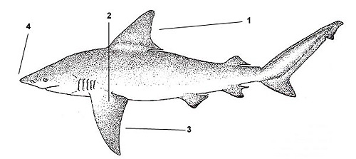 Sandbar shark (Carcharhinus plumbeus). Illustration courtesy FAO, Species Identification and Biodata