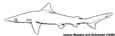 Smaltail Shark. Image source Bigelow and Schroeder (1948) FNWA