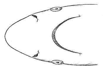Smalltail shark anterior part of head. Image source Bigelow and Schroeder (1948) FNWA