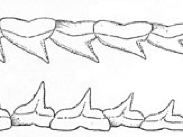 Smalltail shark dentition: upper and lower teeth from left-hand side. Image source Bigelow and Schroeder (1948) FNWA