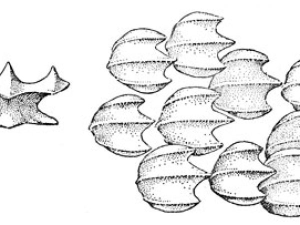 Smalltail shark denticles including apical view. Image source Bigelow and Schroeder (1948) FNWA