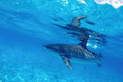 Large sharks such as this tiger shark (Galeocerdo cuvier) are potential predators of the smalltail shark. Photo © Klaus Jost