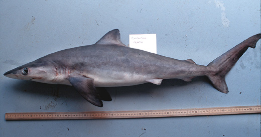 Night shark. Photo courtesy Virginia Institute of Marine Science